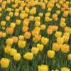 Tulipn Darwin 'Golden Apeldoorn'