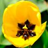 Tulipn Darwin 'Golden Apeldoorn'