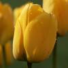 Tulipn Darwin 'Golden Apeldoorn'