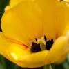 Tulipn Darwin 'Golden Apeldoorn'