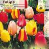 Tulipn Darwin en mezcla