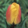 Tulipn Darwin 'Oxford Wonder'