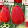 Tulipn Darwin 'Parade'