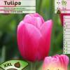 Tulipn Darwin 'Pink Impression'