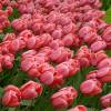Tulipn Darwin 'Pink Impression'
