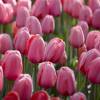 Tulipn Darwin 'Pink Impression'