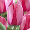 Tulipn Darwin 'Pink Impression'