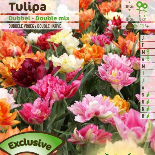 Tulipán doble precoz en mezcla