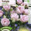 Tulipn doble tardo 'Angelique'