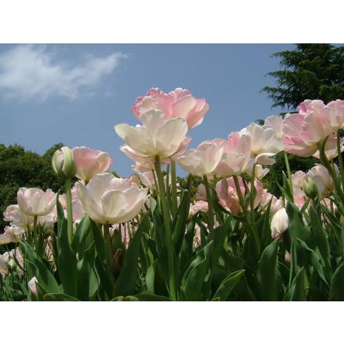 Tulipán doble tardío 'Angelique'
