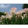 Tulip�n doble tard�o 'Finola'