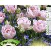 Tulip�n doble tard�o 'Finola'