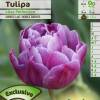 Tulipn doble tardo 'Lilac Perfection'