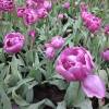 Tulipn doble tardo 'Lilac Perfection'
