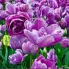 Tulipn doble tardo 'Lilac Perfection'