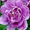 Tulipn doble tardo 'Lilac Perfection'