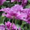 Tulipn doble tardo 'Lilac Perfection'