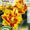 Tulipn doble precoz 'Monsella'