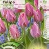 Tulipn fosteriana 'Albert Heijn'