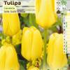 Tulipn fosteriana 'Candela'