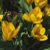 Tulipn fosteriana 'Candela'