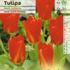 Tulipn fosteriana 'Madame Lefevre' (Red Emperor)