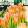 Tulipn fosteriana 'Orange Emperor'