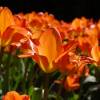 Tulipn fosteriana 'Orange Emperor'