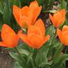 Tulipn fosteriana 'Orange Emperor'