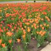 Tulipn fosteriana 'Orange Emperor'