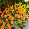 Tulipn fosteriana 'Orange Emperor'