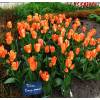 Tulipn fosteriana 'Orange Emperor'