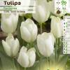 Tulipn fosteriana 'Purissima'