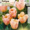 Tulipn precoz 'Abricot Beauty'