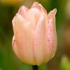 Tulipn precoz 'Abricot Beauty'