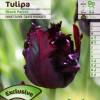 Tulipn Loro 'Black Parrot'