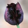 Tulipn Loro 'Black Parrot'