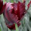 Tulipn Loro 'Black Parrot'