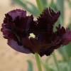 Tulipn Loro 'Black Parrot'