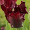 Tulipn Loro 'Black Parrot'