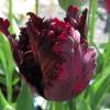 Tulipn Loro 'Black Parrot'