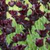 Tulipn Loro 'Black Parrot'