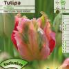 Tulipn Loro 'Fantasy'