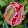 Tulipn Loro 'Fantasy'