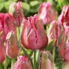 Tulipn Loro 'Fantasy'