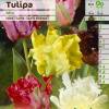 Tulipn Loro en mezcla