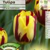 Tulipn tardo 'Helmar'