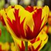 Tulipn tardo 'Helmar'