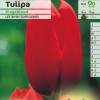 Tulipn tardo 'Kingsblood'