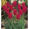 Tulipn tardo 'Kingsblood'